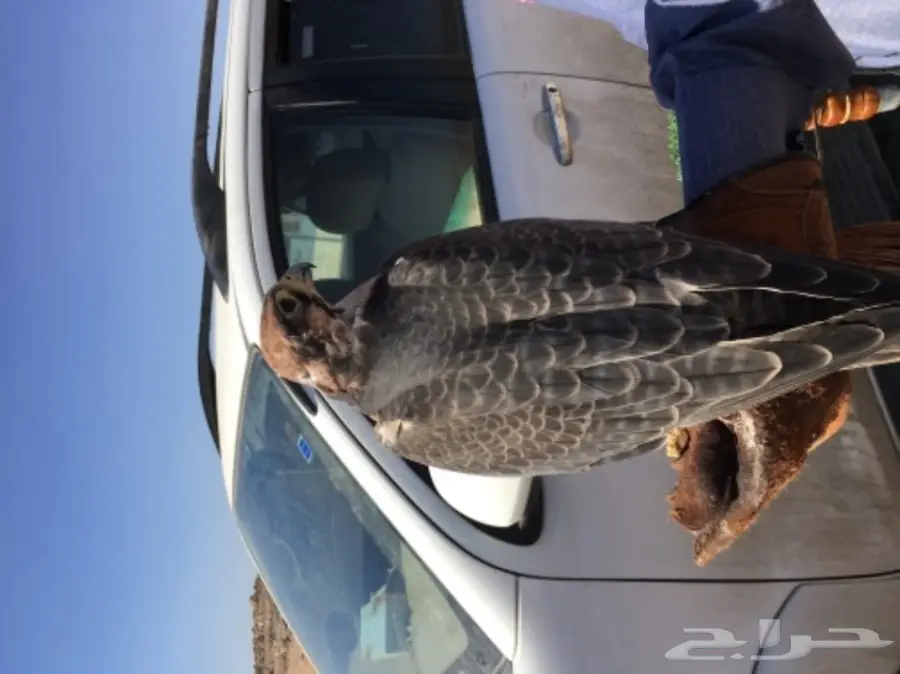 طير شرق للبيع (image 5)