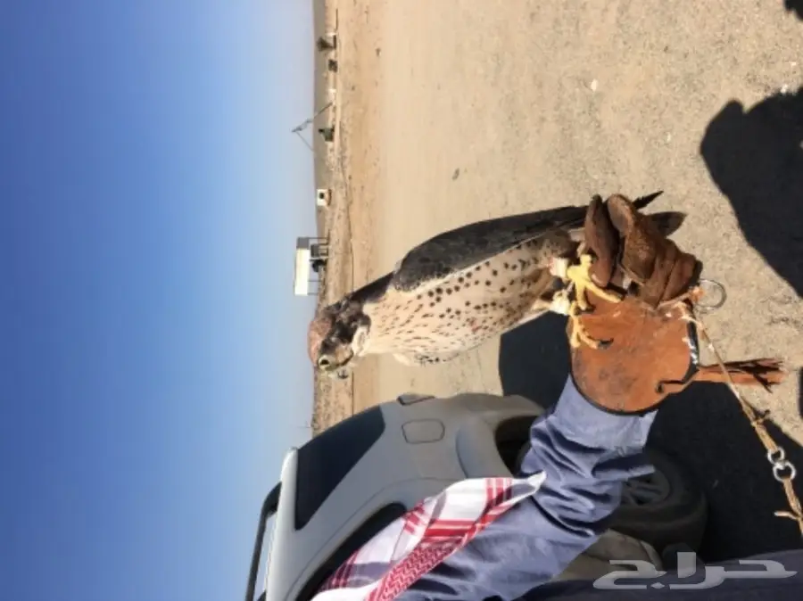 طير شرق للبيع (image 6)