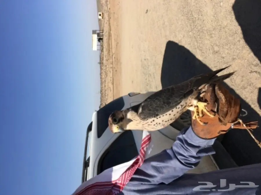 طير شرق للبيع (image 7)