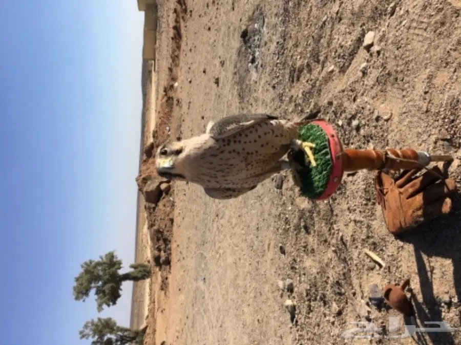 طير شرق للبيع (image 8)