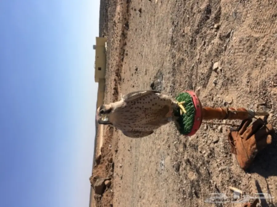 طير شرق للبيع (image 9)