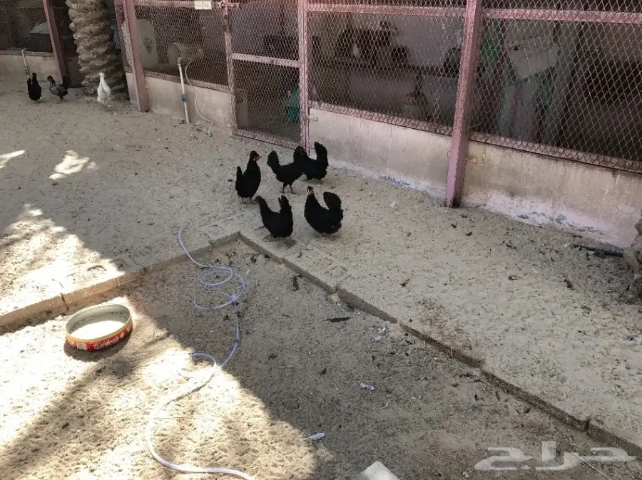 دجاج مشكل بلدي وحباحب للبيع (image 6)