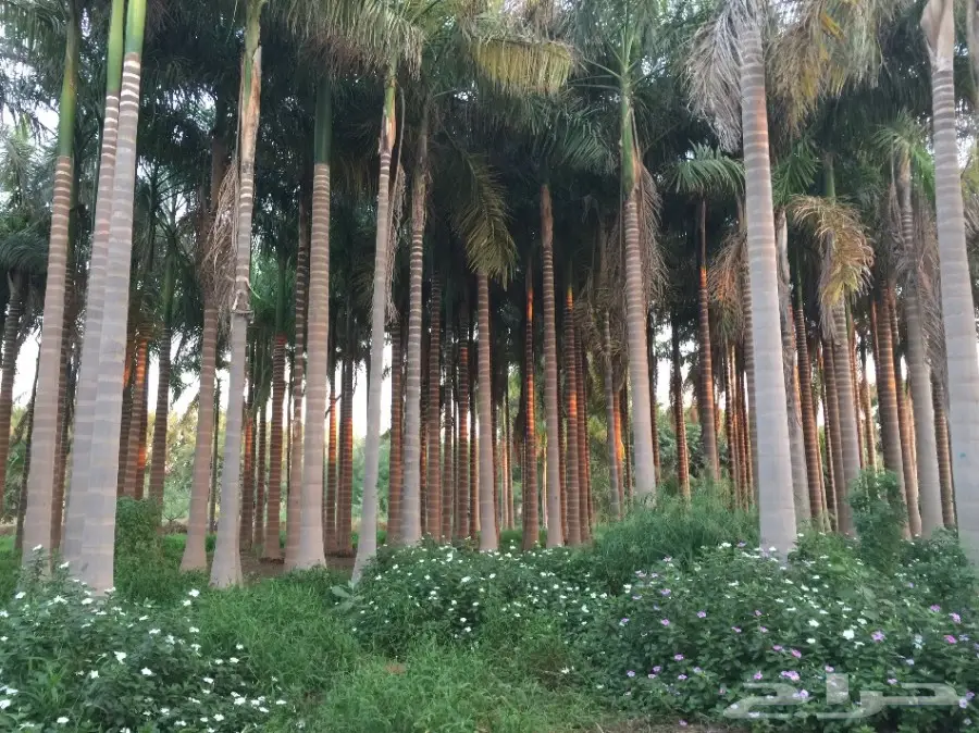 مقاولات تركيب نخل وأشجار  (image 7)