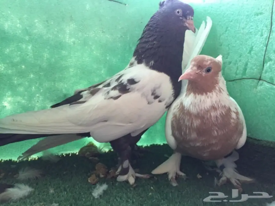 حمام ايراني جوز 