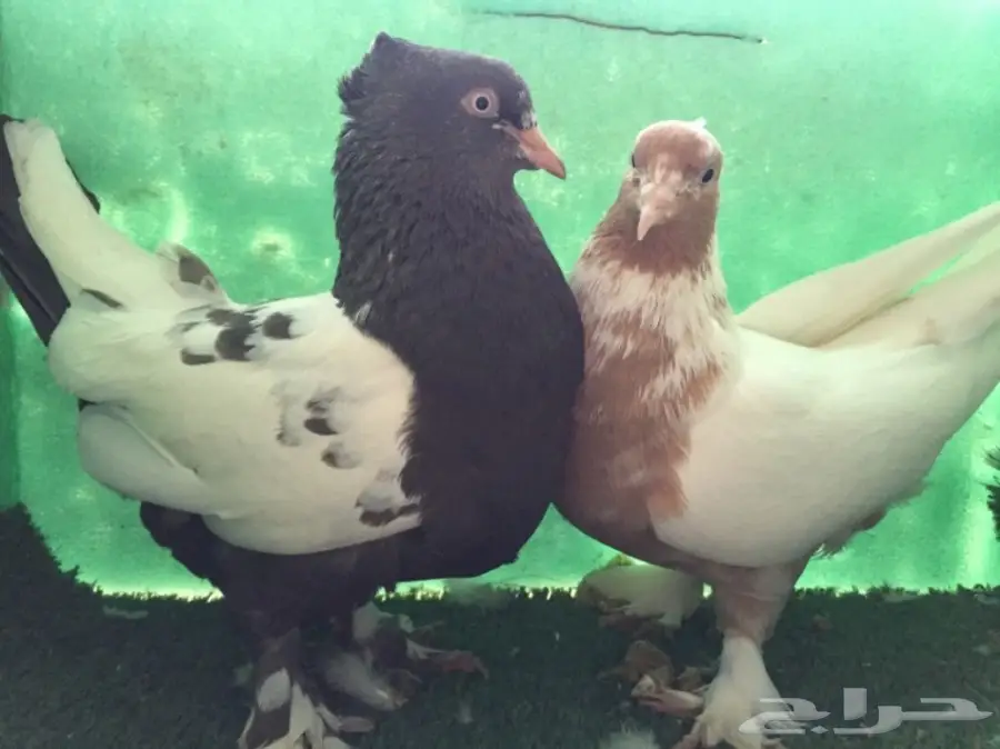 حمام ايراني جوز  (image 1)