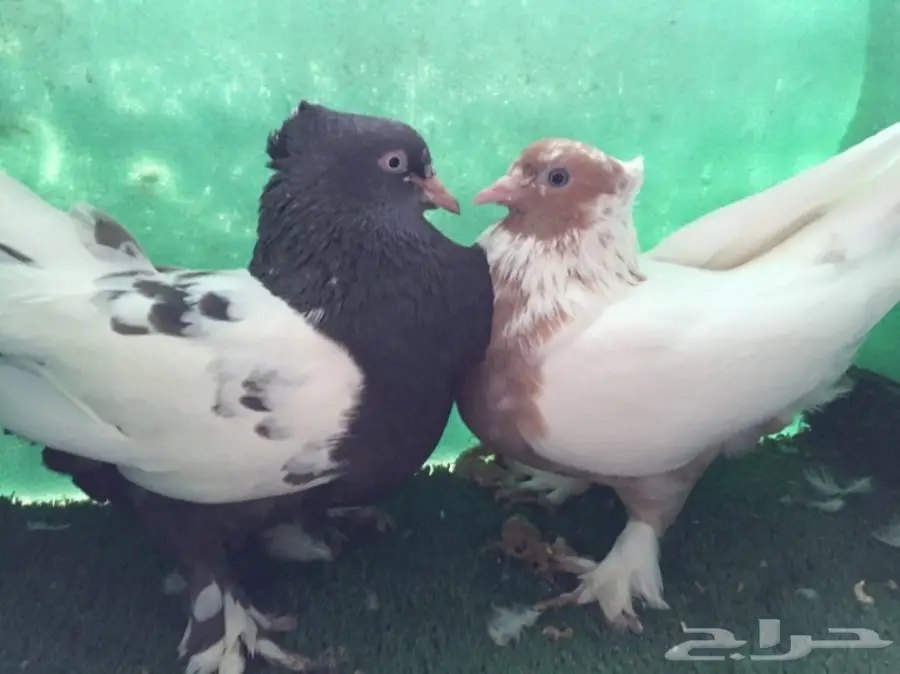 حمام ايراني جوز  (image 2)