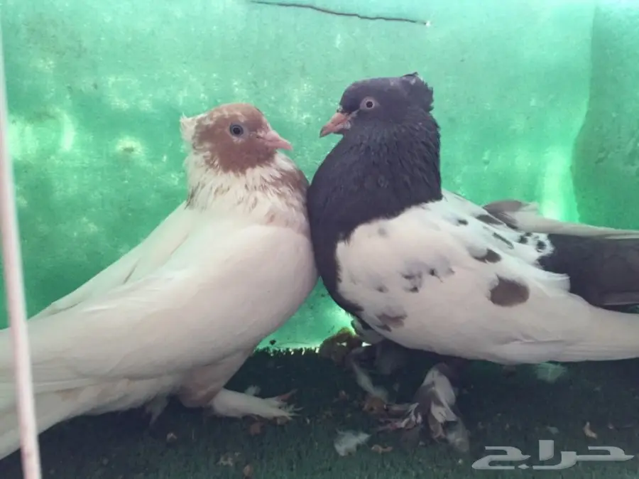 حمام ايراني جوز  (image 3)