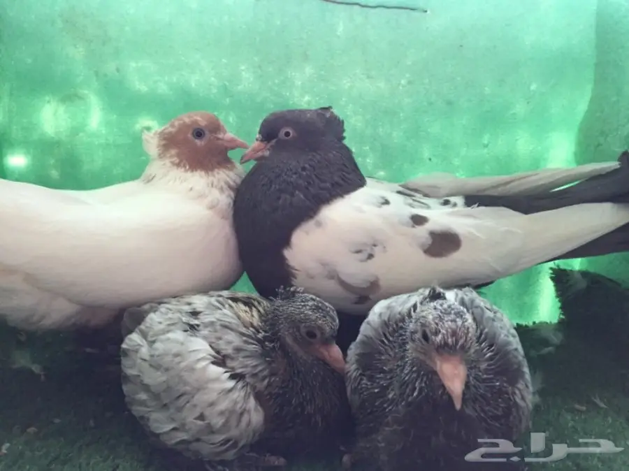 حمام ايراني جوز  (image 4)