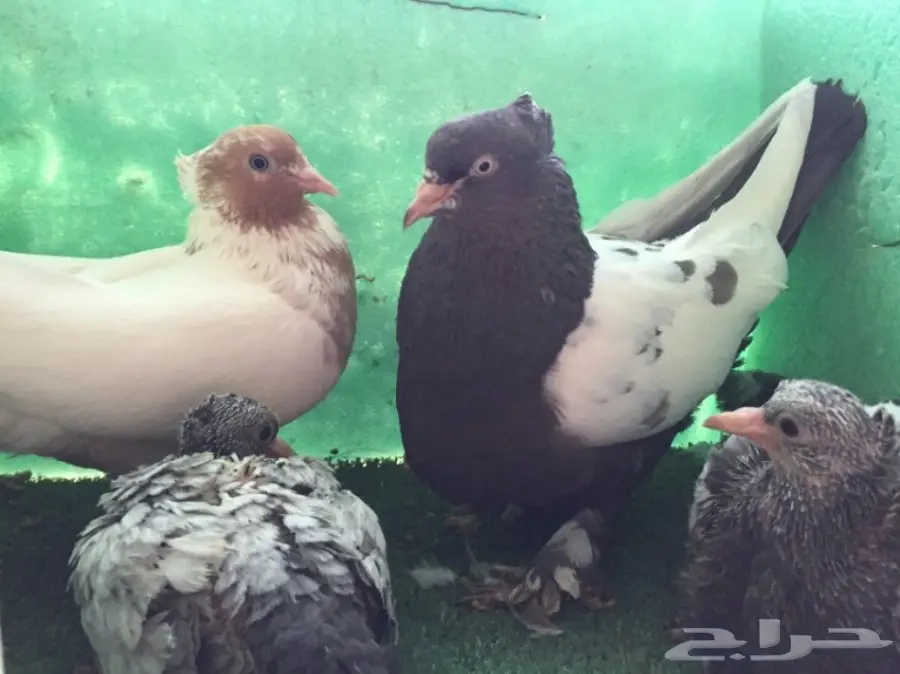 حمام ايراني جوز  (image 5)