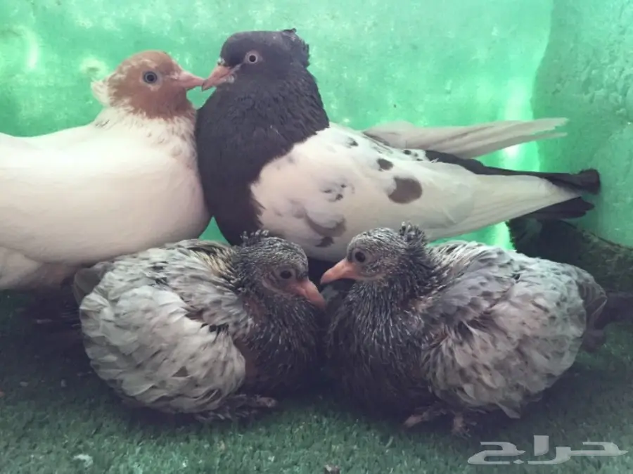 حمام ايراني جوز  (image 6)