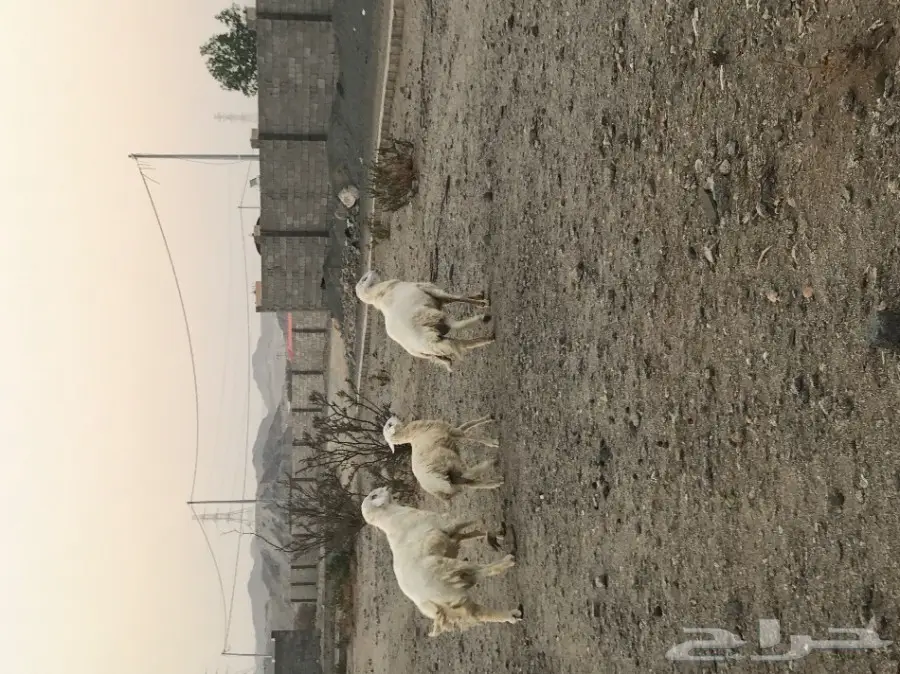 ضان حريه صنف 100 تحتها 50 (image 12)