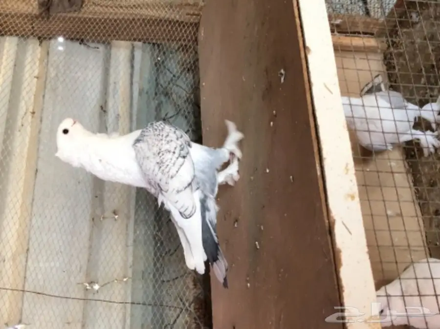 ستنايت مستوى طيب