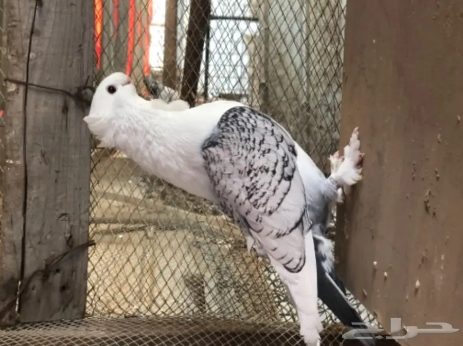 ستنايت مفرود أزرق - جاهز للطيير! (image 1)