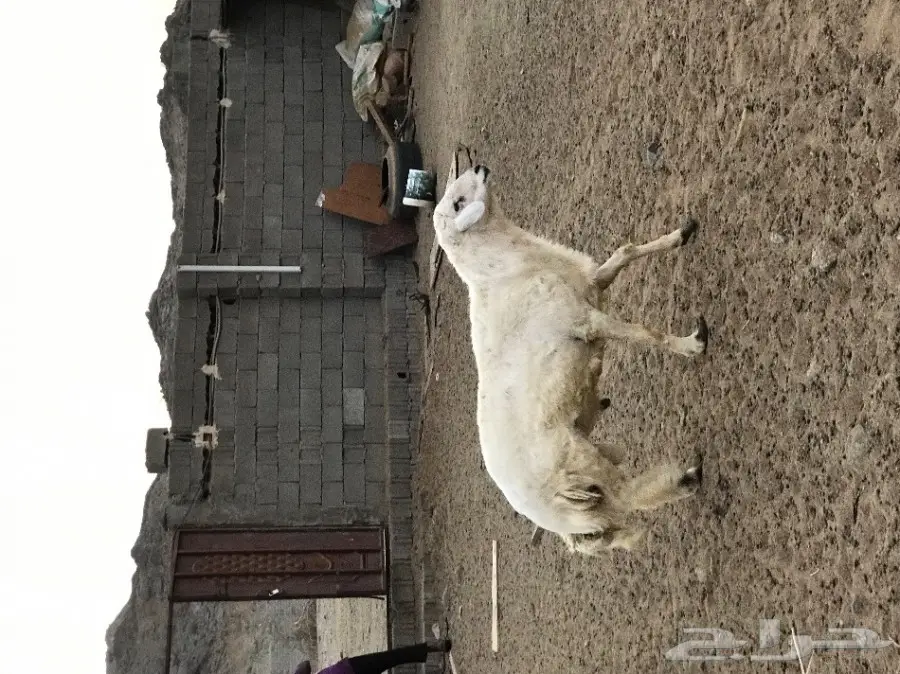 ضان حريه صنف 100 تحتها 50 (image 13)