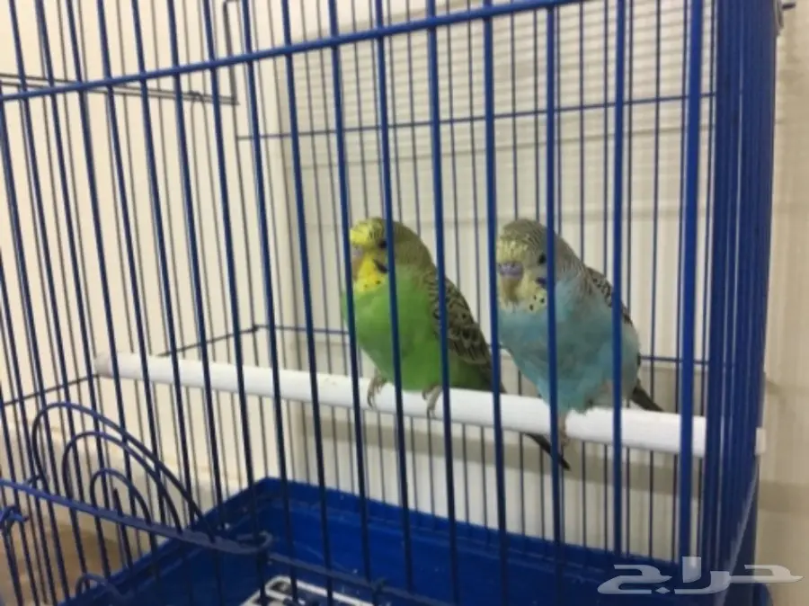 طيور الحب (image 1)