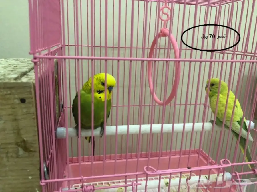 مجموعة ازواج بادجي للبيع (image 1)