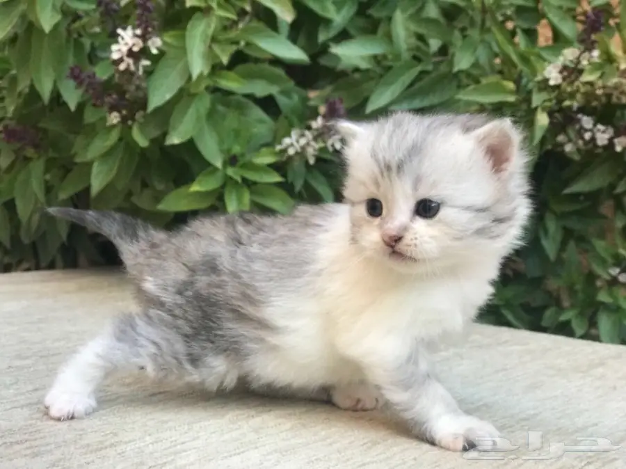 كيتن شيرازي للبيع  (image 2)