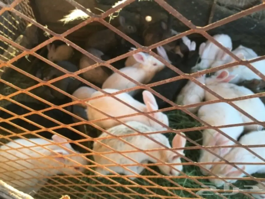 للبيع ارانب بلدي وفرنسي 