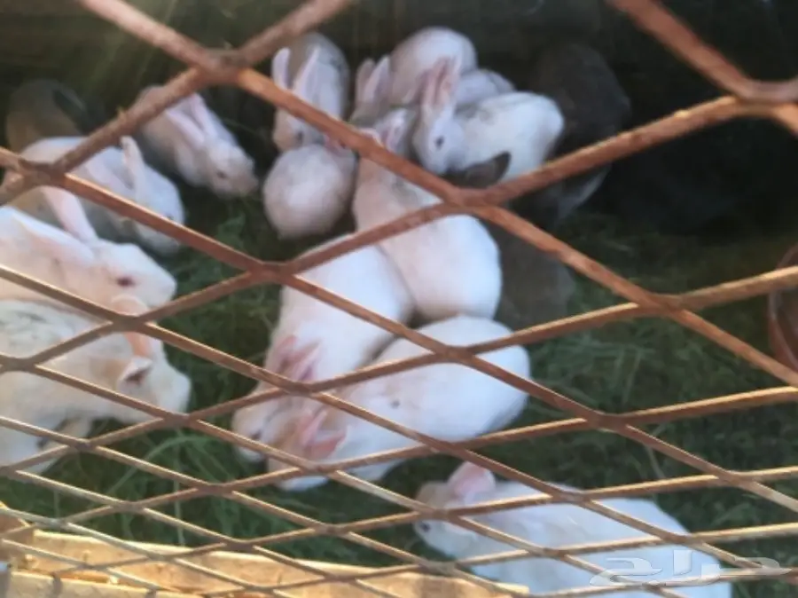 للبيع ارانب بلدي وفرنسي  (image 2)