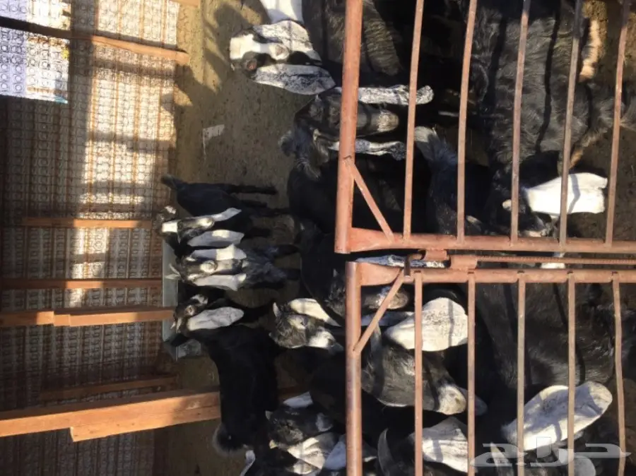 50 تيوس وجفرات - انتاج مراح واحد - 3 شهور عمر (image 9)