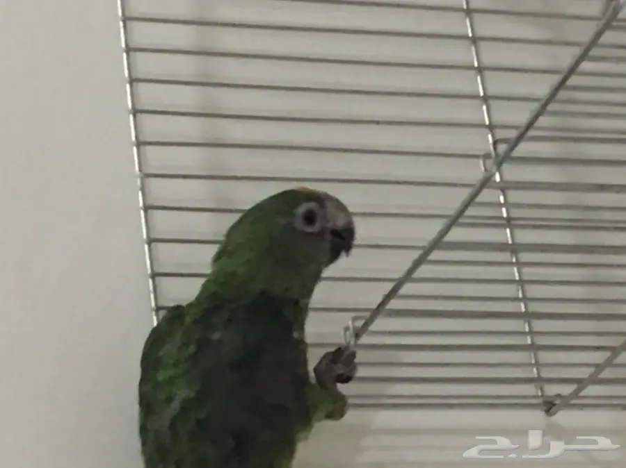 ببغاء امزوني فرخ عمر (4) اشهر