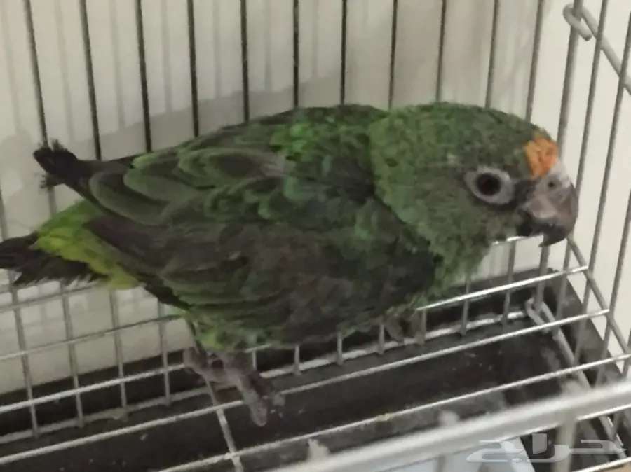 فرخ ببغاء أمزوني فريد من نوعه! (image 1)