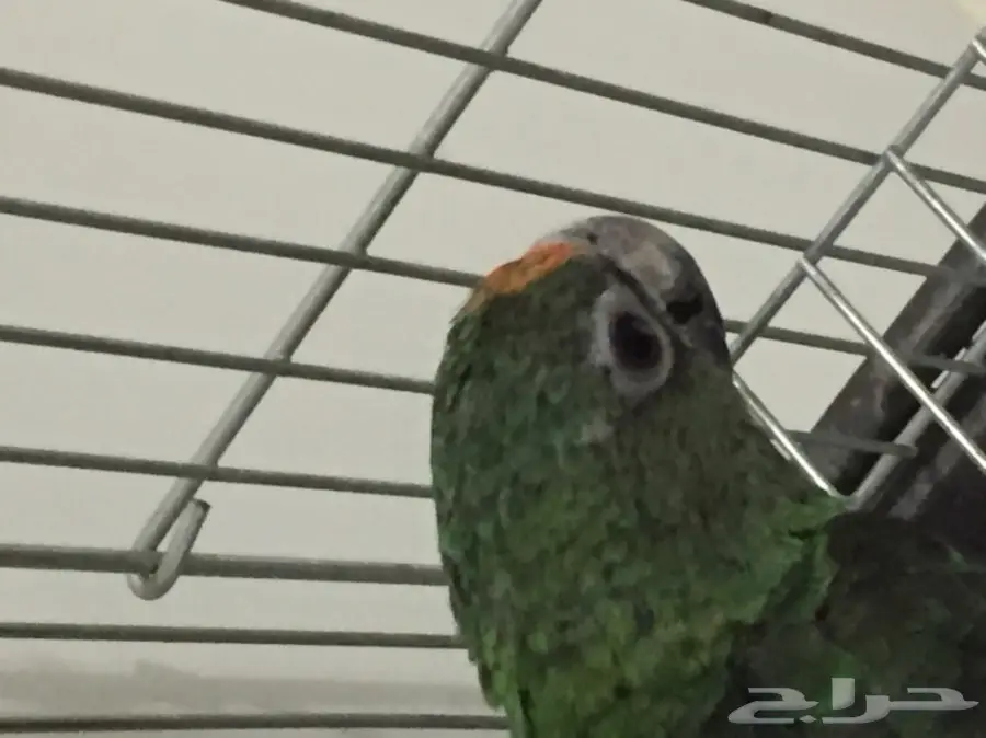 فرخ ببغاء أمزوني فريد من نوعه! (image 2)