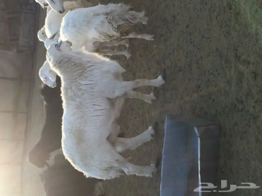 طلي فحل مشروط