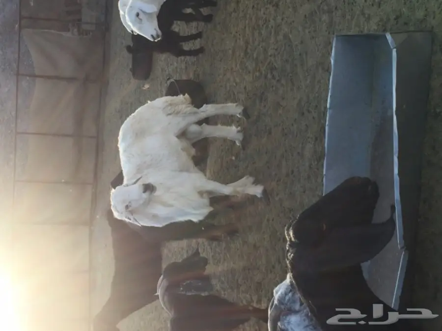 طلي فحل مشروط (image 1)