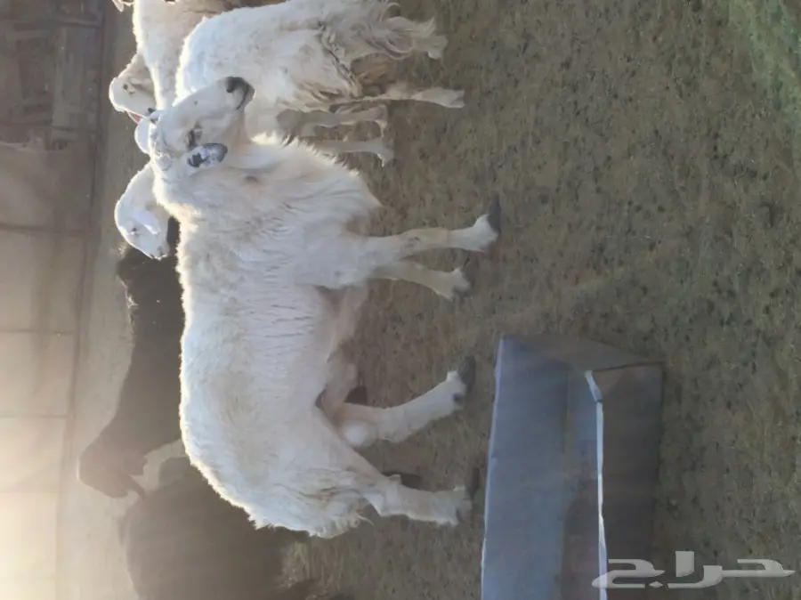 طلي فحل مشروط (image 2)