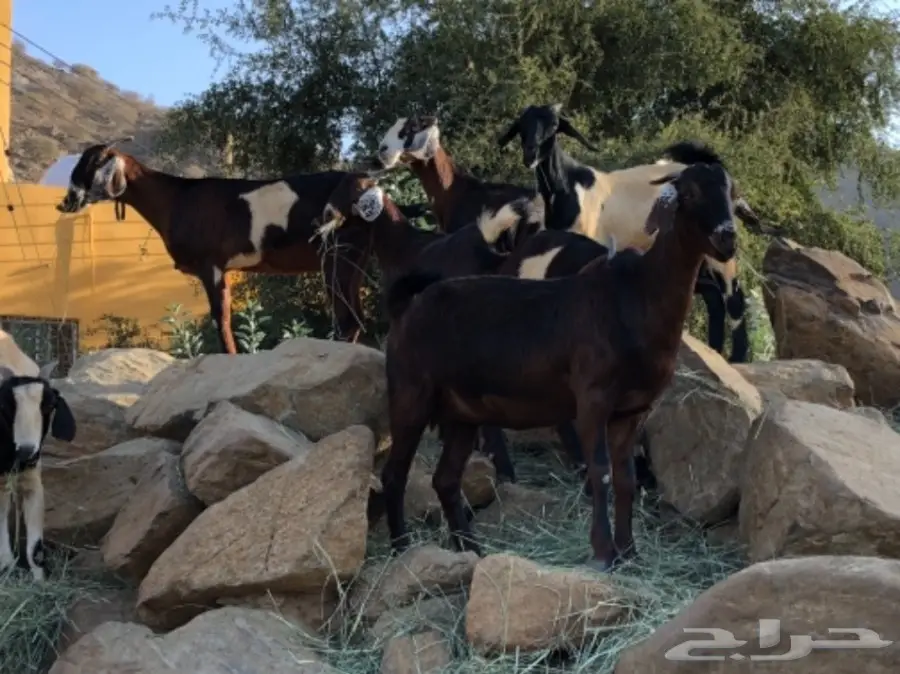 غنم مميز للبيع - فرصة لا تُفوّت! (image 3)