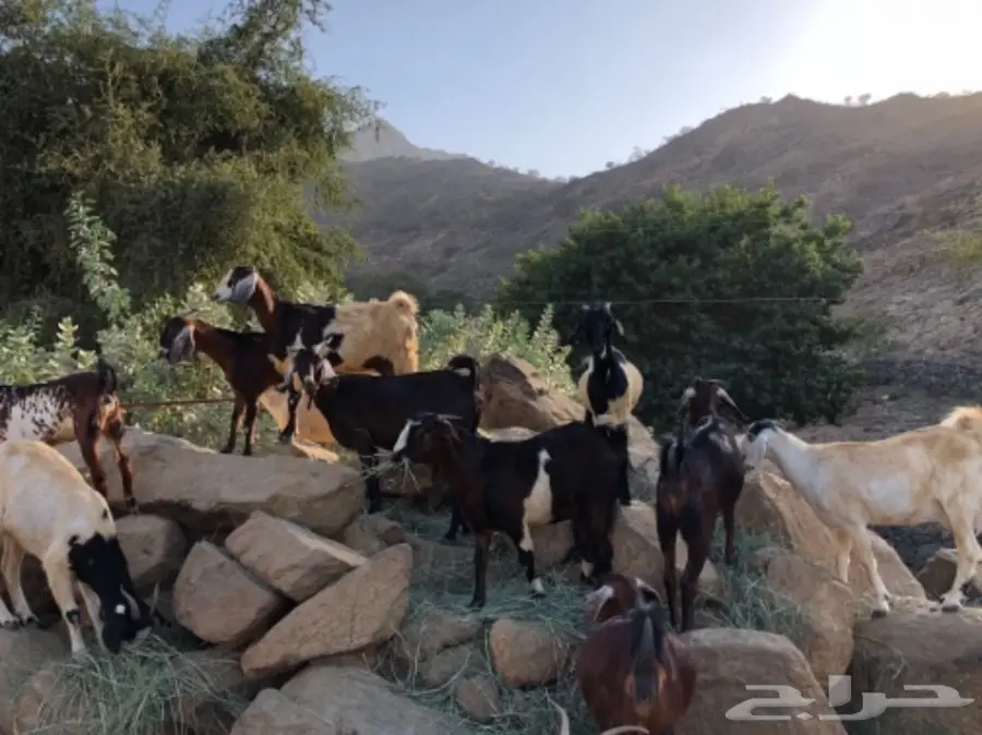 غنم مميز للبيع - فرصة لا تُفوّت! (image 4)