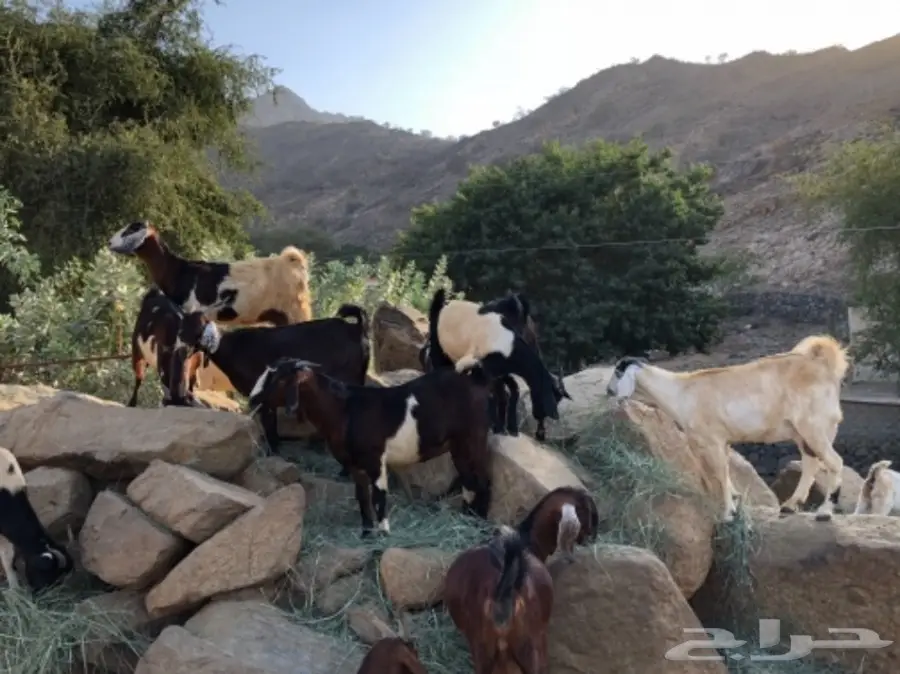 غنم مميز للبيع - فرصة لا تُفوّت! (image 5)