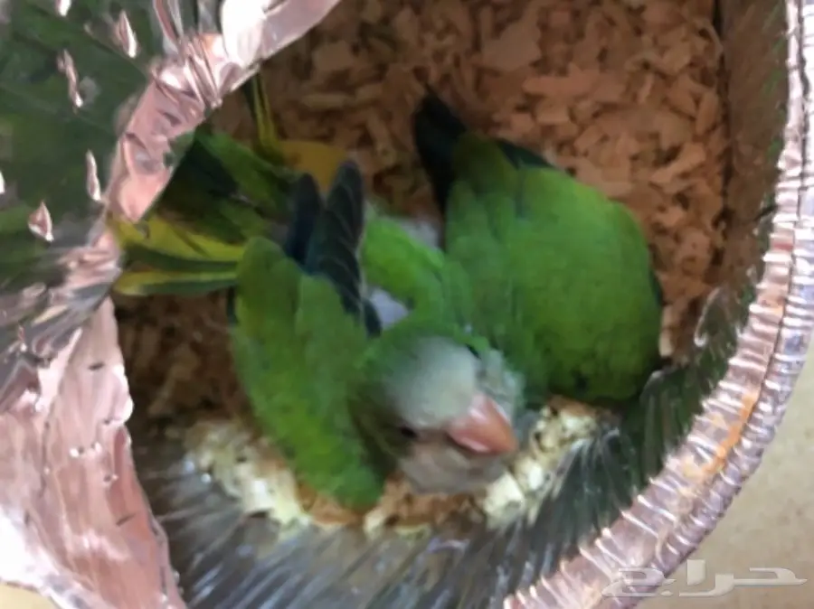 ببغاء كويكر