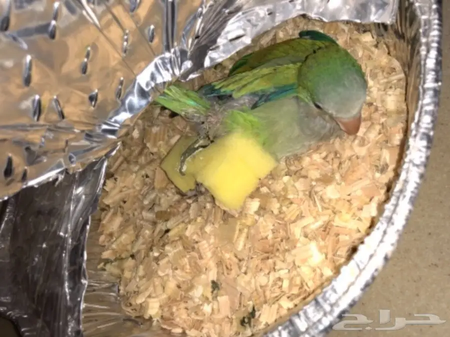 ببغاء كويكر (image 1)