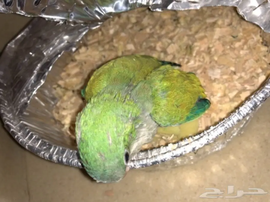 ببغاء كويكر (image 2)