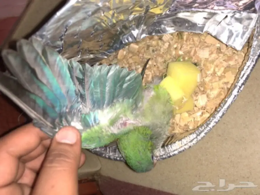 ببغاء كويكر (image 3)