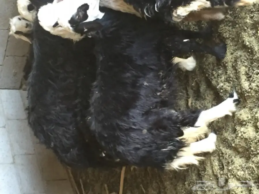 للبيع: 10 طلقات نجدية أصلية + رصاصين (image 8)