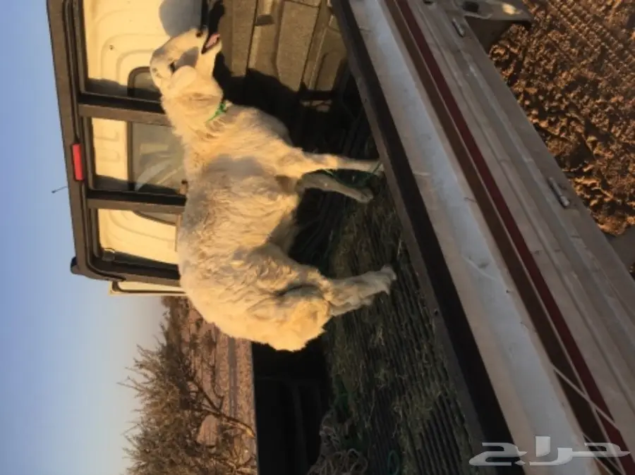 طلي حري سمييين للبيع (image 1)