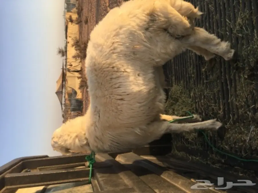 طلي حري سمييين للبيع (image 2)