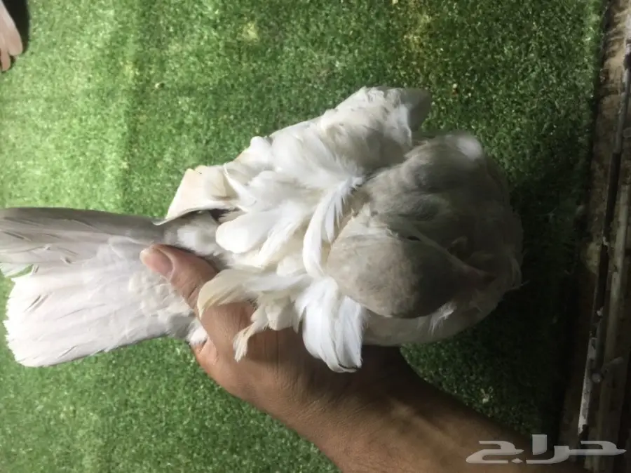 كشكشي فاخر للبيع 