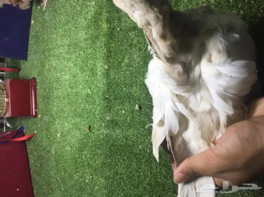 كشكشي فاخر للبيع  (image 1)