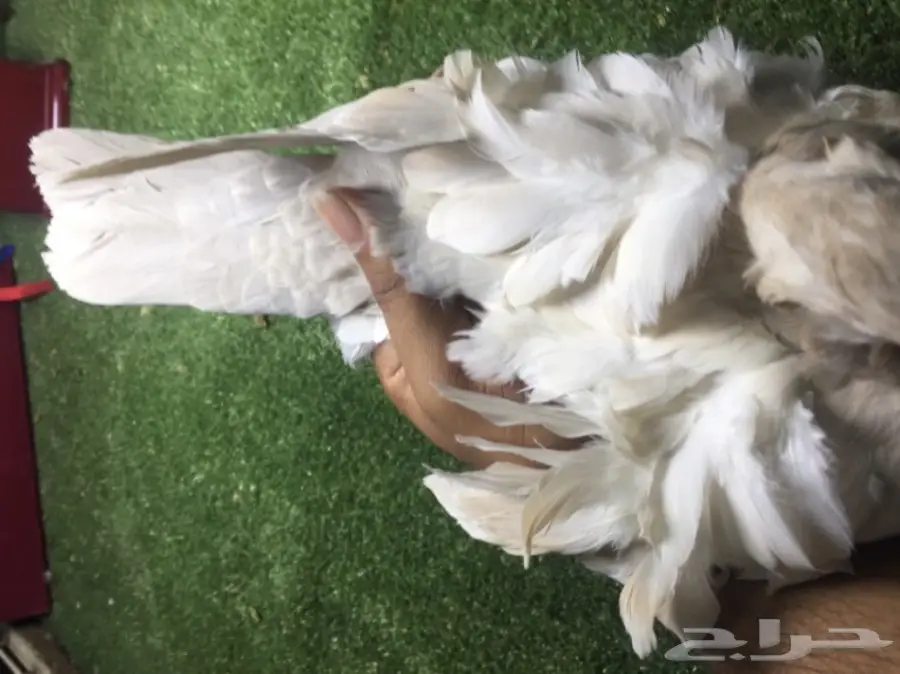 كشكشي فاخر للبيع  (image 2)