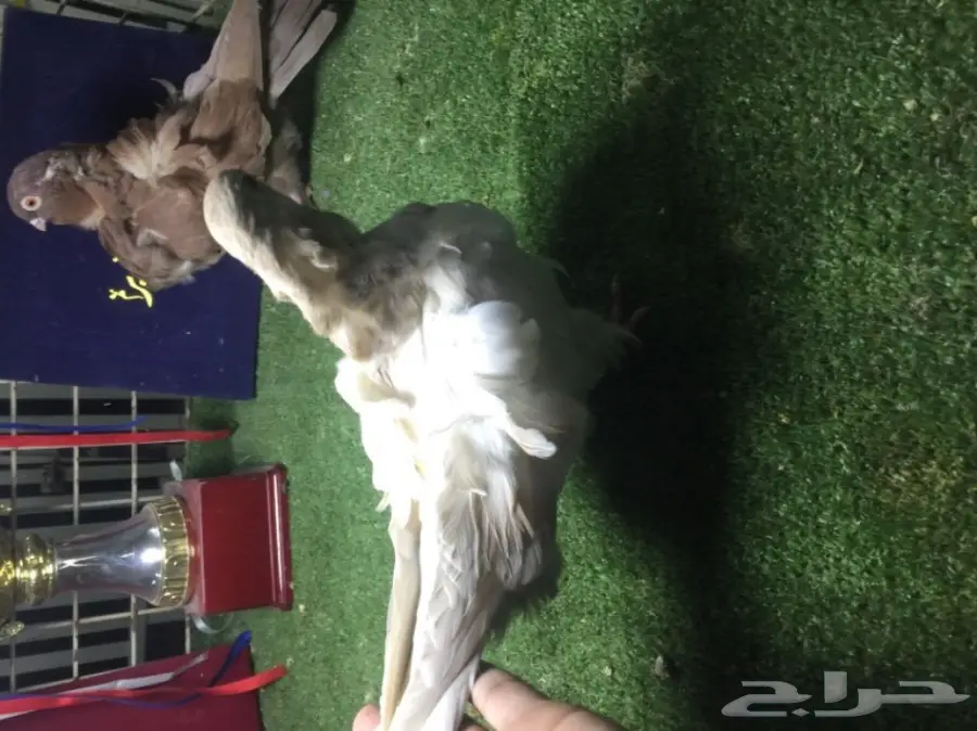 كشكشي فاخر للبيع  (image 3)