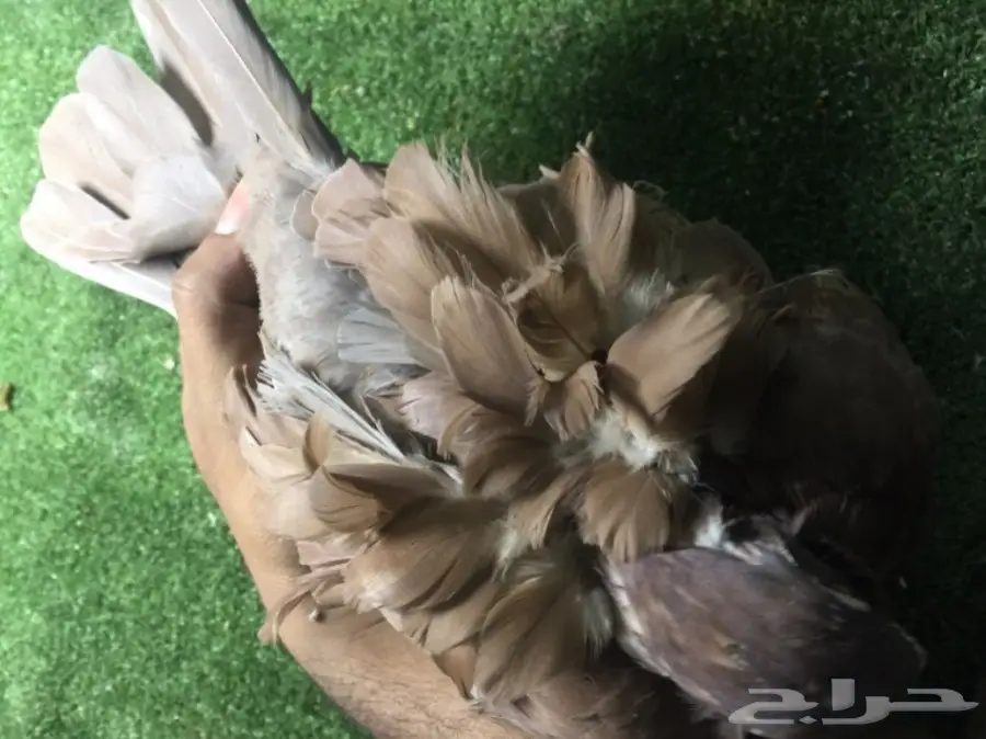 كشكشي فاخر للبيع  (image 4)