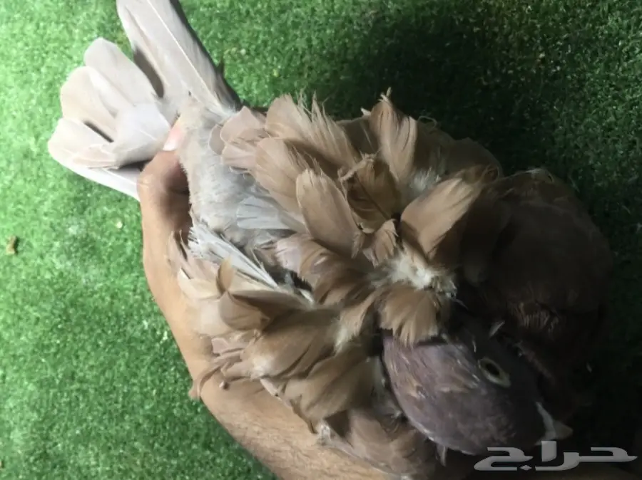 كشكشي فاخر للبيع  (image 5)