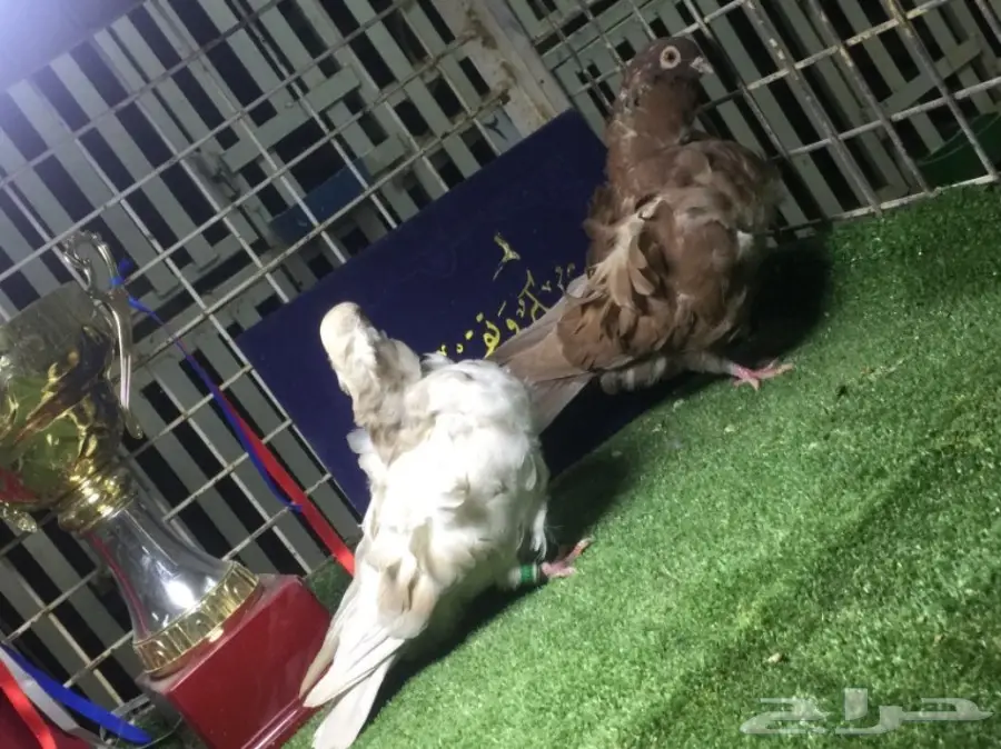 كشكشي فاخر للبيع  (image 6)