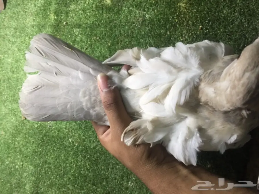 كشكشي فاخر للبيع  (image 7)