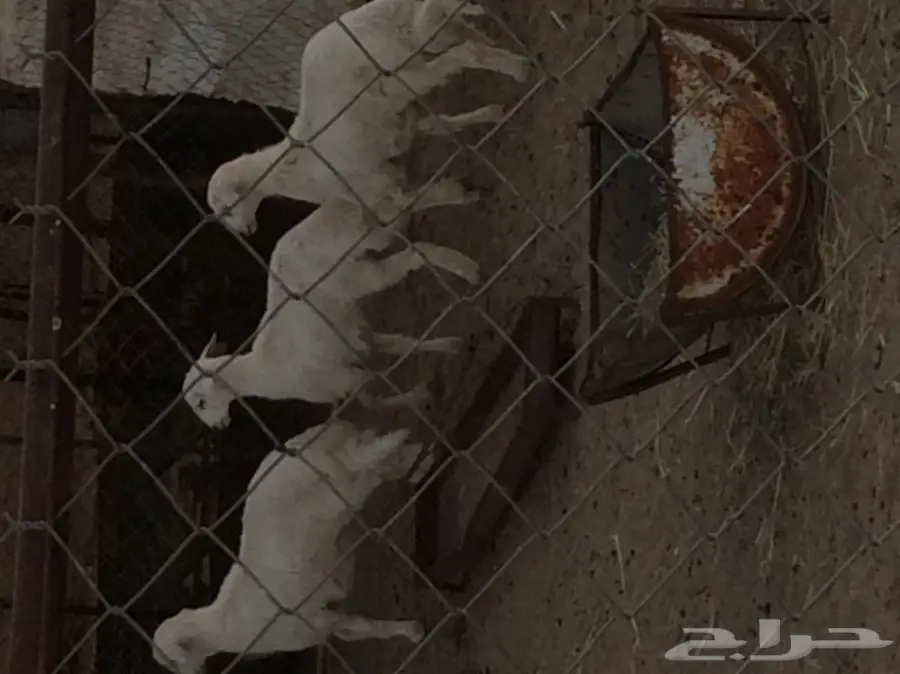 خرفان للبيع