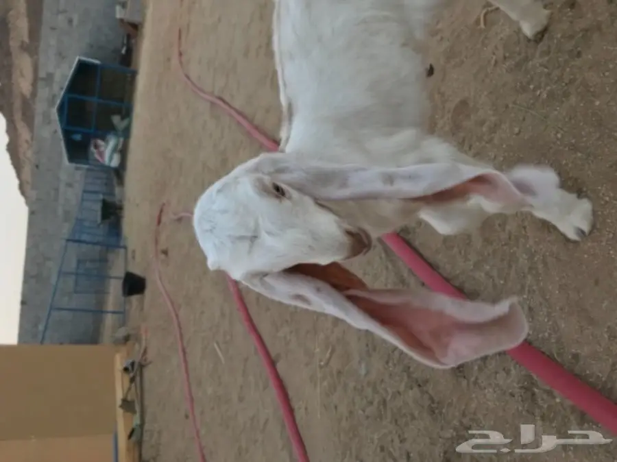 جفره داغور (image 1)